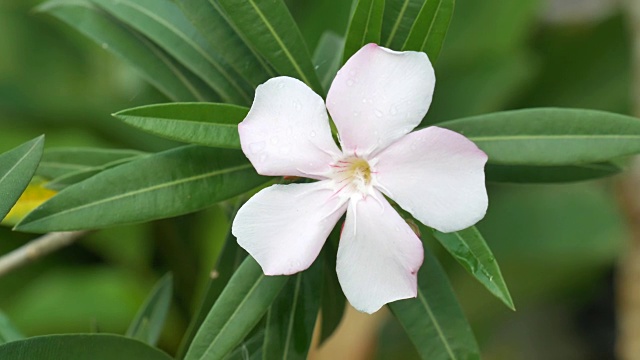 特写镜头夹竹桃花视频素材