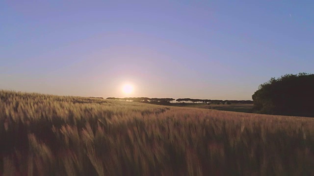 夕阳下五彩缤纷的田野视频素材