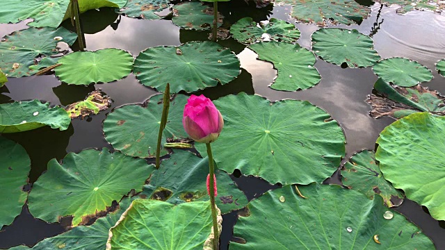 池塘里美丽的粉红荷花视频素材