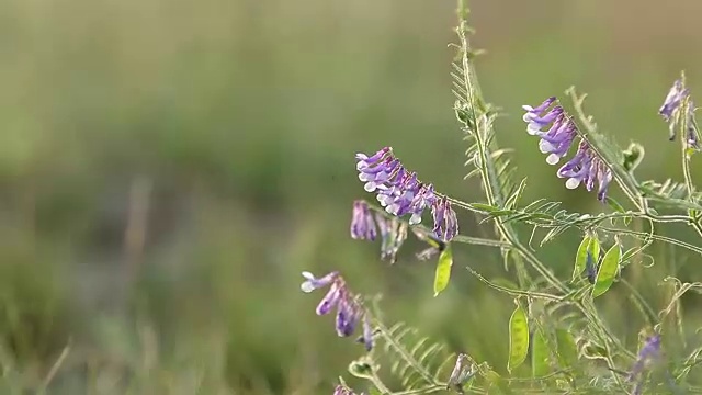 野豌豆花在地里长得很近。野豌豆花开花了。日落背光，移动拍摄，现场浅景深，50帧/秒。视频素材