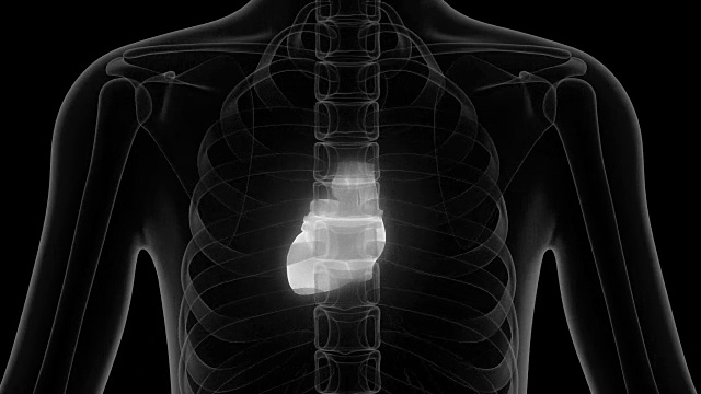 人类的心脏解剖视频素材