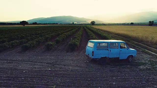 日落时的薰衣草田。排与排之间的旧货车。视频素材