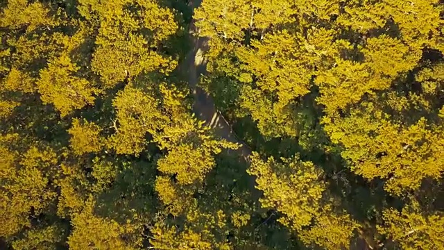 无人驾驶飞机从头顶飞过夏季森林公路，汽车经过视频素材