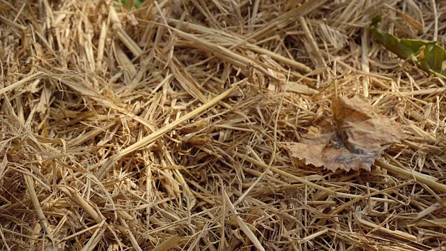 一个年轻人正在稻草窝里捡鸡蛋视频素材