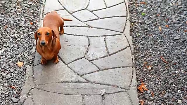 腊肠犬夏日花园视频素材