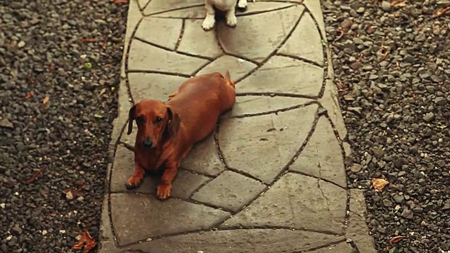 腊肠犬夏日花园视频素材