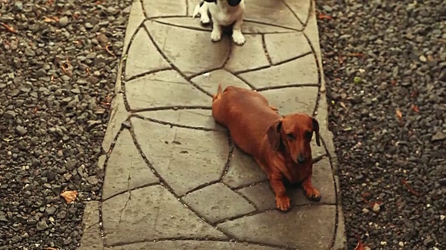 腊肠犬夏日花园视频素材