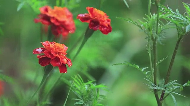 美丽的红橙色花和水滴在花园里。万寿菊在阵雨中，特写，动态场景，色调视频，50fps视频素材