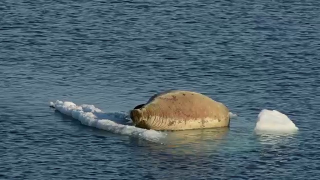 海象在冰上流动视频下载