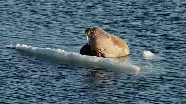 海象在冰上流动视频下载