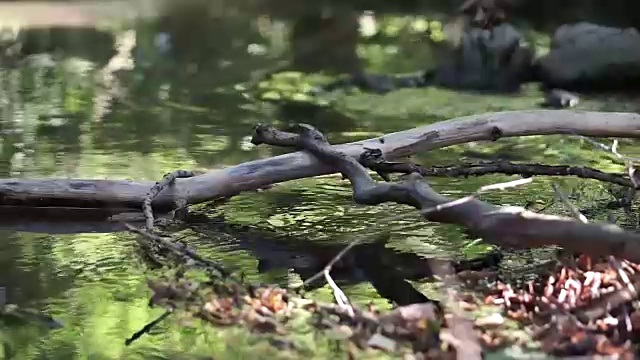 早春的时候，森林深处流淌着一条湍急的河流视频下载