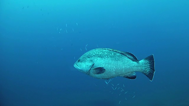 海洋生物石斑鱼游泳视频素材