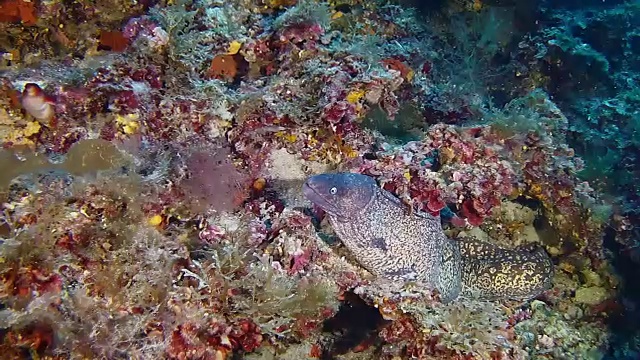 海洋野生动物-彩色珊瑚礁中的海鳗视频素材