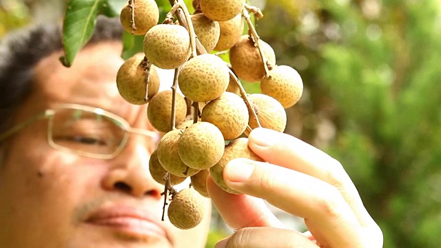 泰国清迈，一名男子正在吃龙眼视频素材