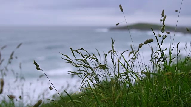 康沃尔纽基菲斯特拉海滩上的野草慢镜头。视频素材