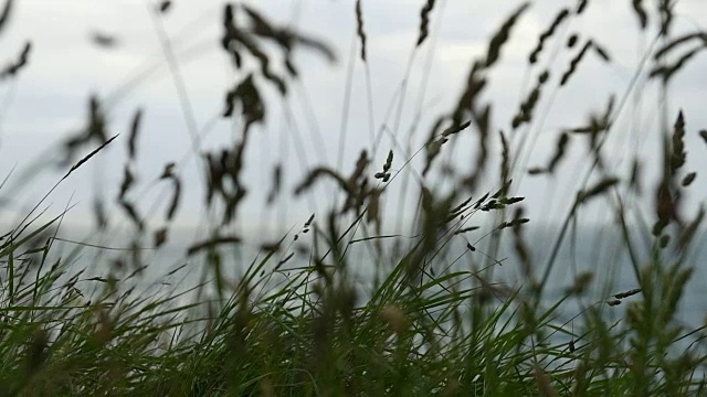 康沃尔纽基菲斯特拉海滩上的野草慢镜头。视频素材