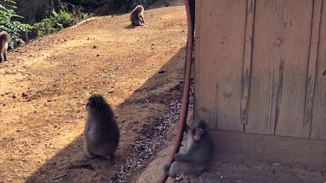 日本猕猴到处跑视频素材