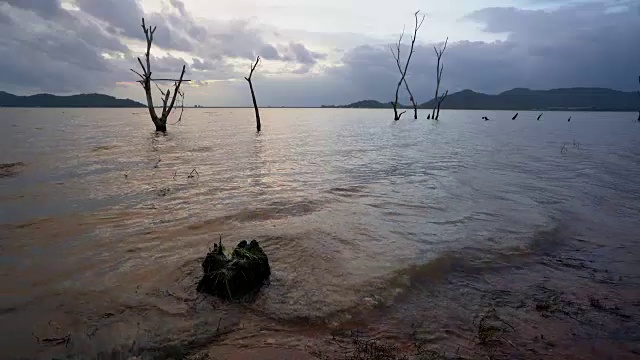 湖里的死树和树桩。视频素材