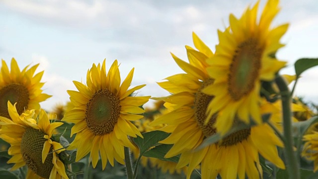 日落时分的向日葵田视频素材