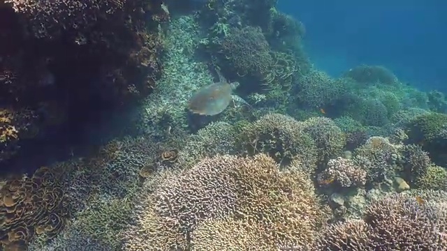 水下海龟视频素材