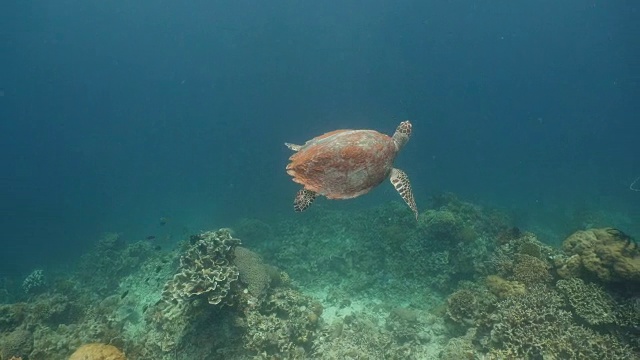 水下海龟视频素材