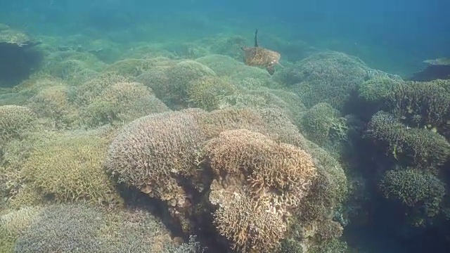 水下海龟视频素材