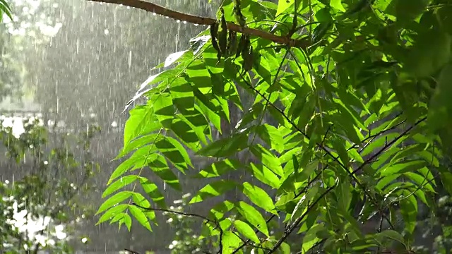 阳光明媚的夏天大雨倾盆，雨点落在树枝上，一派田园诗般的宁静景象视频素材