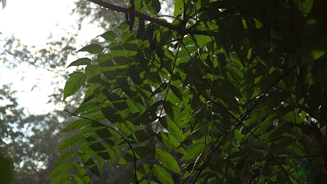 阳光明媚的夏天大雨倾盆，雨点落在树枝上，一派田园诗般的宁静景象视频素材