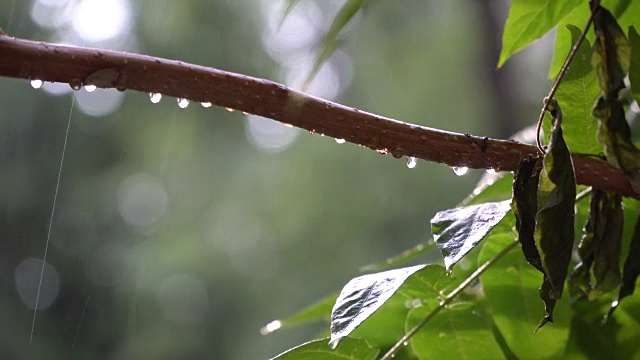 阳光明媚的夏天大雨倾盆，雨点落在树枝上，一派田园诗般的宁静景象视频素材