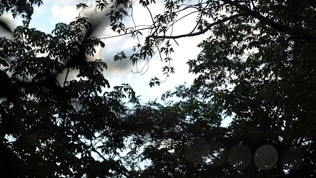 阳光明媚的夏天大雨倾盆，雨点落在树枝上，一派田园诗般的宁静景象视频素材