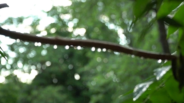 阳光明媚的夏天大雨倾盆，雨点落在树枝上，一派田园诗般的宁静景象视频素材