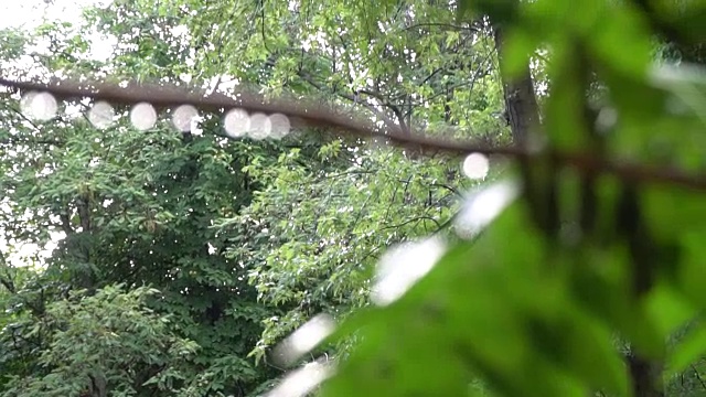 阳光明媚的夏天大雨倾盆，雨点落在树枝上，一派田园诗般的宁静景象视频素材