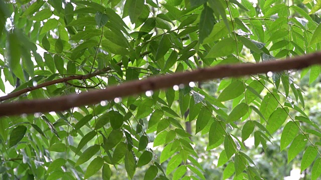 阳光明媚的夏天大雨倾盆，雨点落在树枝上，一派田园诗般的宁静景象视频素材