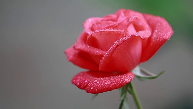 美丽的粉红色的花和水滴在花园里。雨露中的玫瑰，特写，动态场景，色调视频，50fps视频素材