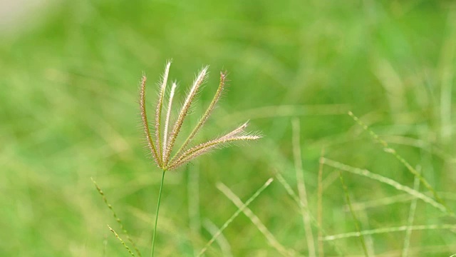 近景草花随风视频素材