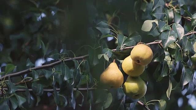 多汁的，美丽的，美妙的，漂亮的梨子在树枝上视频素材