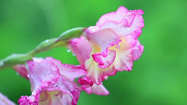 美丽的粉红色花和水珠在花园里。剑兰在阵雨中，特写，动态场景，色调视频，50fps视频素材