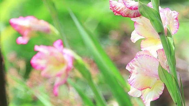 美丽的粉红色花和水珠在花园里。剑兰在阵雨中，特写，动态场景，色调视频，50fps视频素材