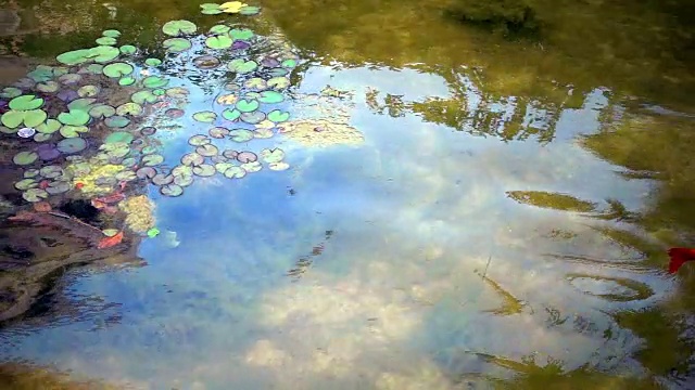 湖水和鱼类视频素材