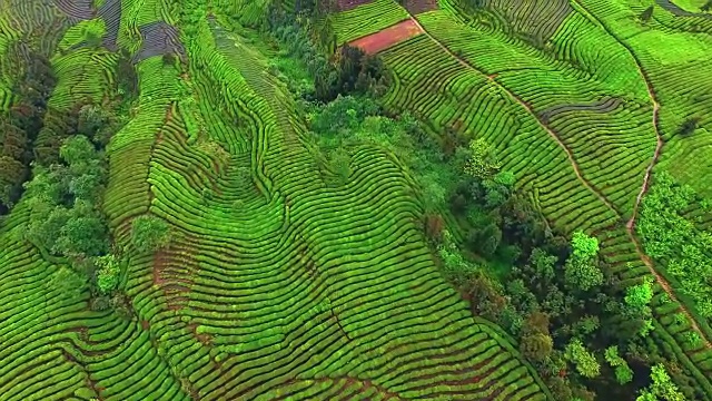 茶园美景，空中4k，视频素材