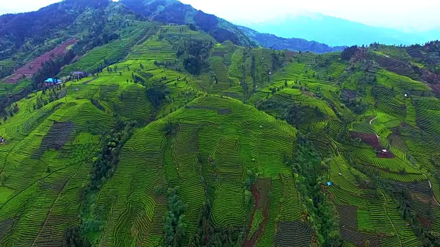 茶园美景，空中4k，视频素材