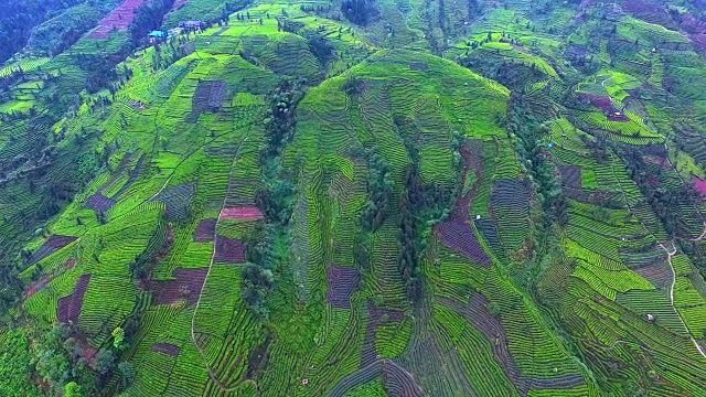 茶园美景，空中4k，视频素材