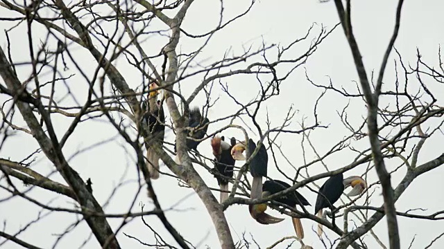 犀鸟:一群平袋犀鸟(Rhyticeros subbruficollis)视频素材