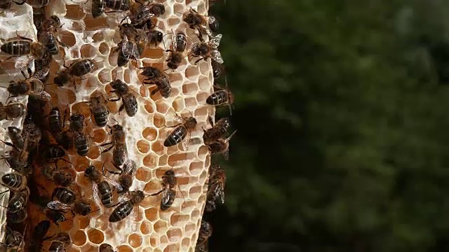 欧洲蜜蜂，意大利蜜蜂，野鳐上的黑蜜蜂，诺曼底蜂巢视频素材