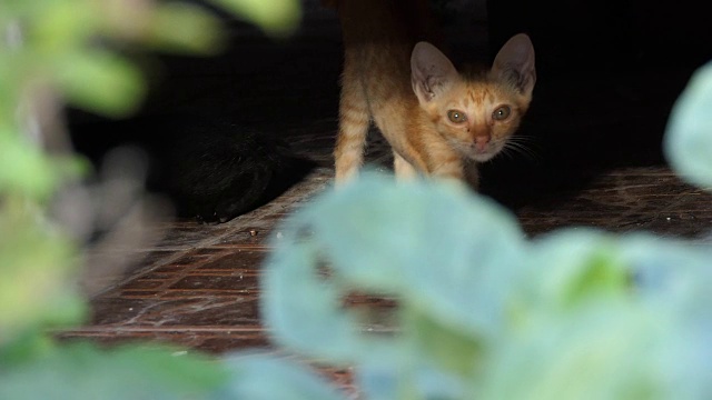 条纹的小猫的猫视频素材