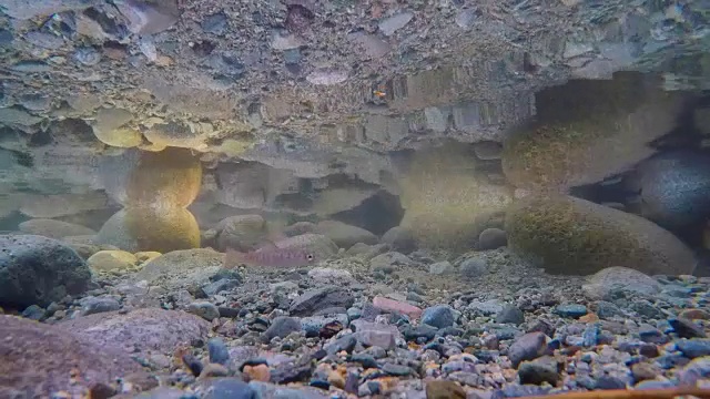 水下河床清澈的水河流岩石视频素材