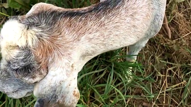 在田野里吃草的农场山羊视频素材