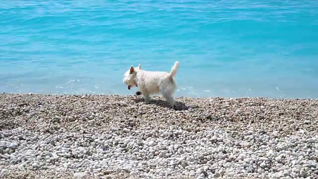 白色的诺里奇梗犬视频素材