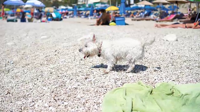 白色的诺里奇梗犬视频素材