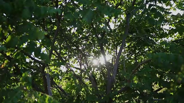 自然背景。美丽的阳光透过吹在树上的绿叶。模糊抽象的散景与太阳耀斑视频素材